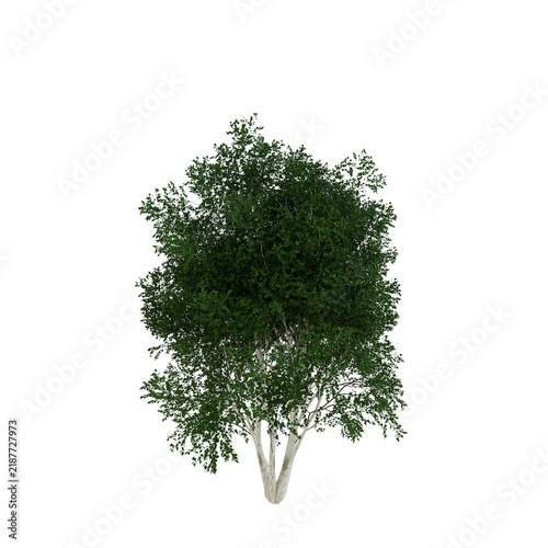 Tapety artystyczne Paper Birch