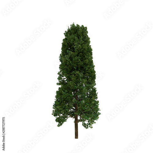 Tapety artystyczne Bay Laurel.