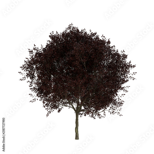 Tapety artystyczne Black Cherry Plum