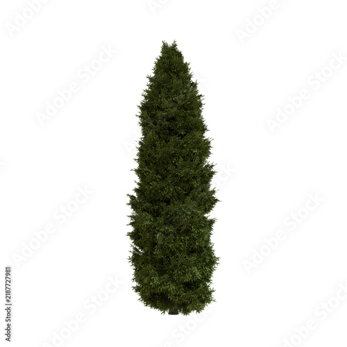 Tapety artystyczne Norway Spruce