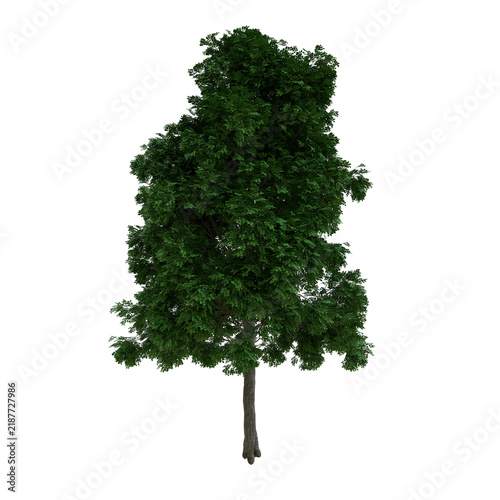 Tapety artystyczne Black Locust