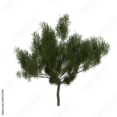 Tapety artystyczne Burgundy Desert Willow