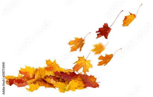Harvest Season Leaf Pile. Autumn Leaf Fall on Transparent Background. Maple Vibrant leaves cut outs