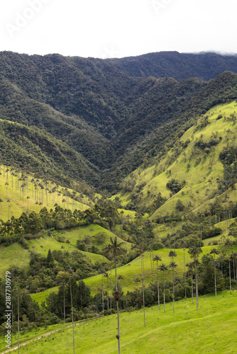 Panoramic view of Cocora Valley in Colombia, surrounded by towering wax palms and lush Andean mountains