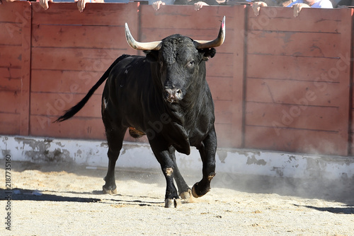 bull in spain in the bullring in the traditional spectacle of bullfight
