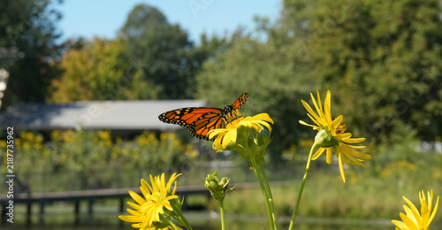 Monarch butterfly resting on flower