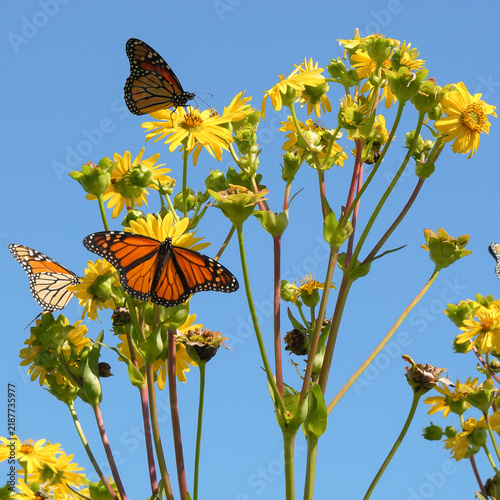 Multiple monarch butterflies resting on flowers