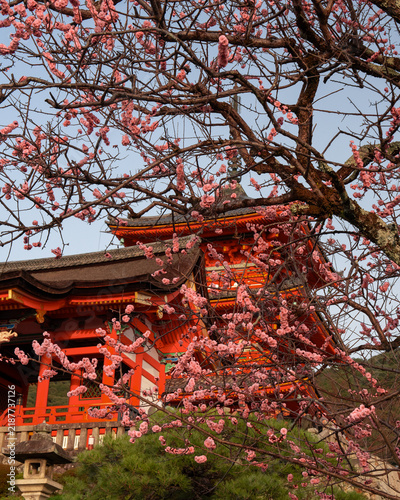 Japanese temple with cherry blossoms blooming on tree in front