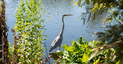 Great blue heron wading through the water with plants framing