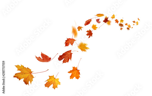 Harvest Season Leaf Pile. Swirling autumn leaves – Isolated on transparent Background
