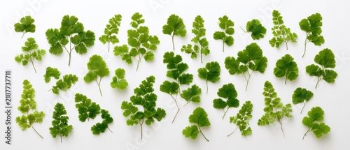 Collection of pressed delicate Maidenhair fern fronds, minimalist green flat lay, pure white background