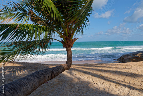 Leaning coconut palm tree on sandy beach with turquoise ocean waves