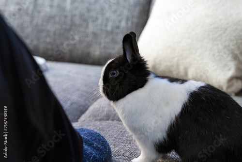 Black and white Dutch rabbit sitting beside person on sofa