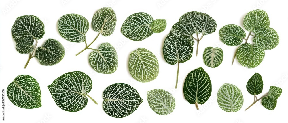 Obraz premium Collection of pressed delicate nerve plant Fittonia leaves, intricate veins, pure white background