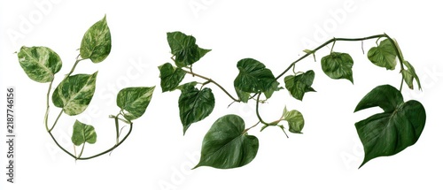 Collection of pressed golden Pothos and heartleaf Philodendron vines, pure white background