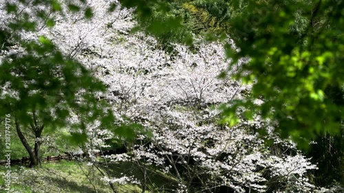 木々の中のソメイヨシノ