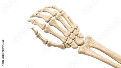 Photography Human wrist and hand bones anatomical detail, isolated on transparent background