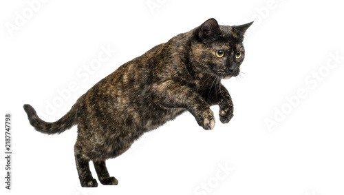 фотографія Tortoiseshell cat mid-air jump, isolated on transparent background