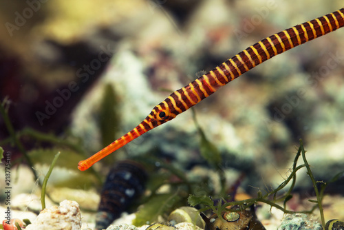 Yellow banded Pipefish (Dunckerocampus pessuliferus) fish face close up