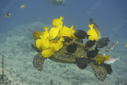 Bild auf Leinwand Green sea turtle being cleaned by fish over a coral reef near Hawaii