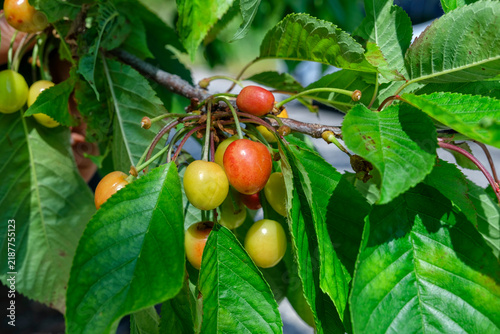 Ripening sweet cherries (Prunus avium) hanging on branch among green leaves