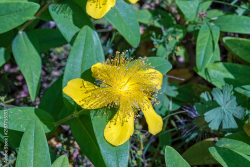 Large-flowered St. John's wort flower (Hypericum calycinum) blooming in natural habitat