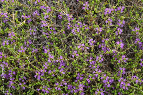 Wild Mediterranean thyme shrub (Thymbra capitata) blossoming on rocky terrain
