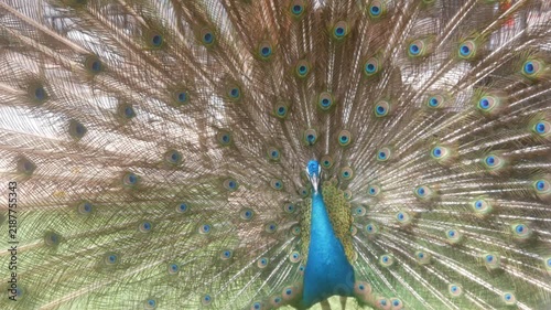 a male peacock spreading its tail feathers to form a fan