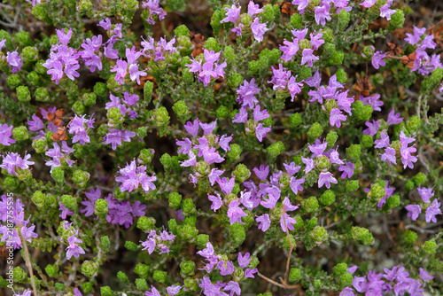 Vibrant pink flowers of wild mountain thyme (Thymbra capitata) in sunlight