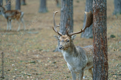 Bild auf Leinwand Male fallow deer buck with large antlers. Wildlife photography