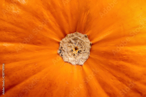 Bild auf Leinwand Close-up of orange pumpkin blossom end, radiating ribs
