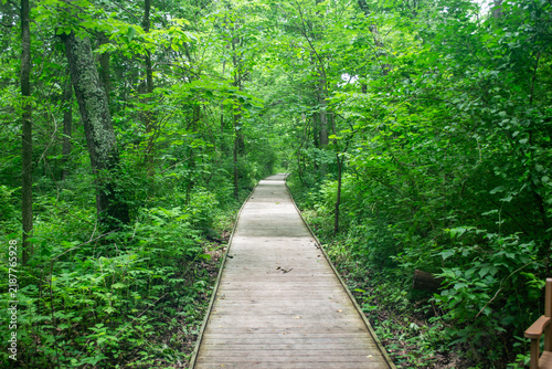 Wooden Boardwalk Trail Passing Through Dense Green Forest Canopy