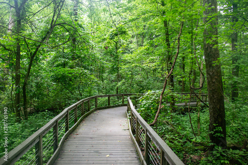 Wooden Boardwalk Trail Passing Through Dense Green Forest Canopy