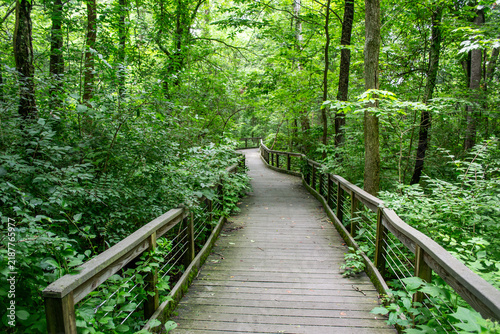 Wooden Boardwalk Trail Passing Through Dense Green Forest Canopy