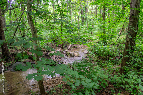 Shallow Forest Stream Winding Through Lush Green Woodland Canopy
