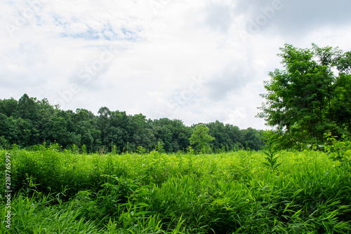 Lush Green Meadow Field Bordered by Dense Woodland Under Cloudy Sky