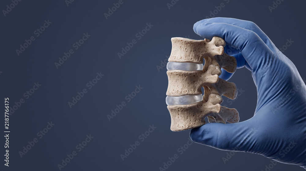 Obraz premium Close-up of anatomical spine model held in blue medical glove