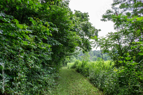 Grassy Trail Path Leading Between Dense Trees and Meadow