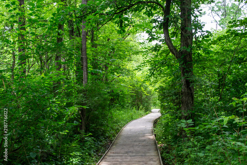 Wooden Boardwalk Trail Passing Through Dense Green Forest Canopy