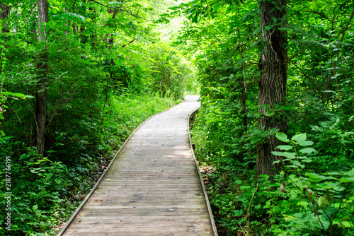 Wooden Boardwalk Trail Passing Through Dense Green Forest Canopy