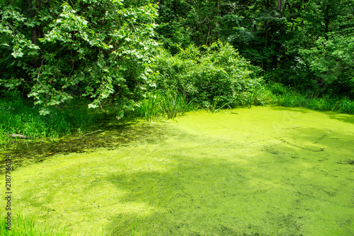 Algae Covered Forest Pond Surrounded by Dense Green Foliage