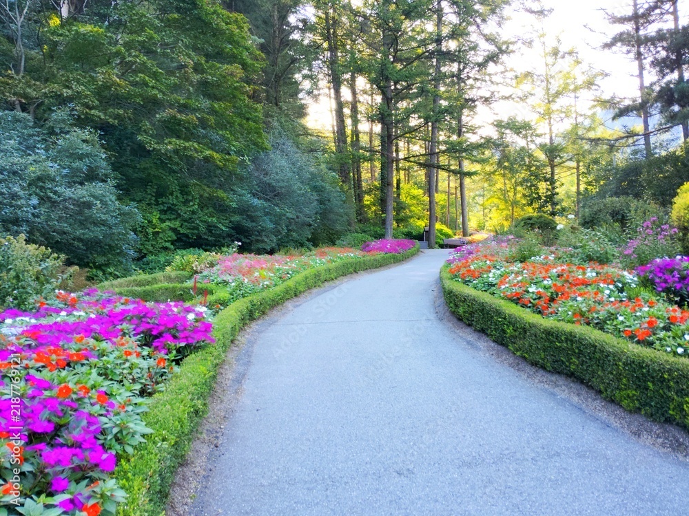 Obraz premium Colorful Flower Bed Path with Tall Trees in Morning Calm Arboretum