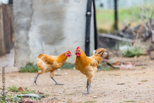 Fotografie Two domestic chickens, one rooster and one hen, moving on a dirt ground in an outdoor rural setting