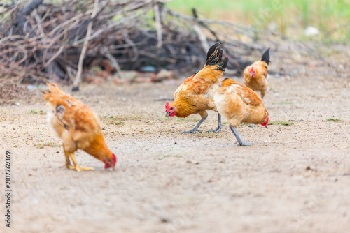 Foto A small flock of free-range chickens foraging and pecking on dry dirt ground in an outdoor rural setting