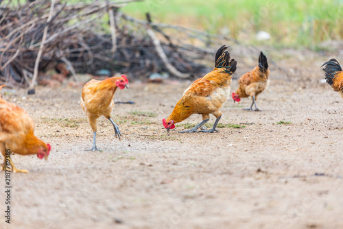 Fotografía Several free-range chickens peck and forage on a dirt ground outdoors, with a pile of branches in the background