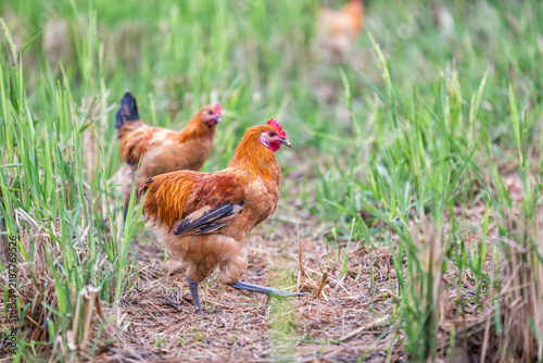 фотографія Two free-range brown chickens walk on dry grass in a lush outdoor farm field