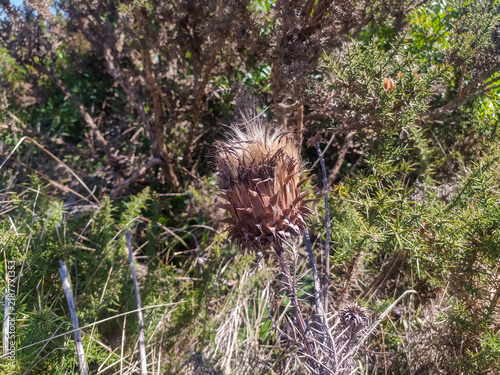 фотографія A closeup of a resilient dried thistle standing tall in sharp green gorse on a sunny day