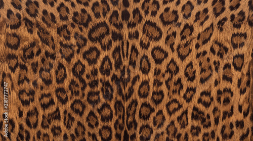 Exotic leopard print texture with symmetrical rosette pattern on warm golden tawny fur, ideal for high-fashion textile 3D material mapping, luxury product stage mockups, and maximalist background