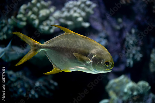 Pompano Fish Closeup. Fresh Pompano Fish on a Natural Background. Pompano Fish Detail Showing Natural Scales.