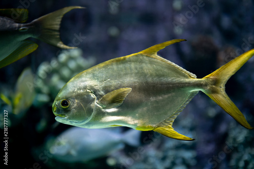Pompano Fish Closeup. Fresh Pompano Fish on a Natural Background. Pompano Fish Detail Showing Natural Scales.